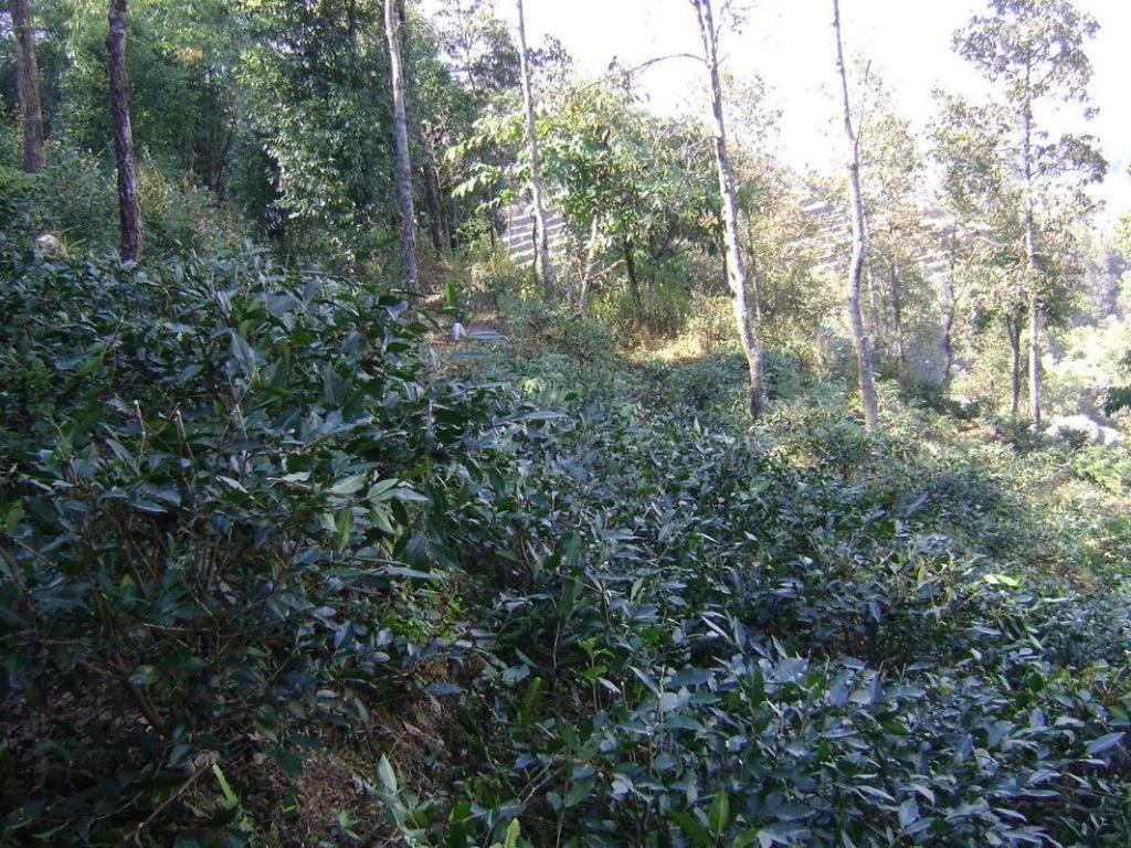 Mystique Highland Resort Pokhara Eksteriør bilde